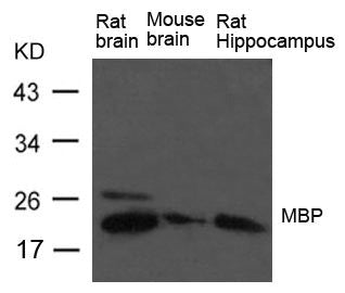 MBP Antibody
