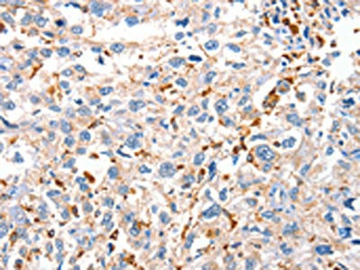 DUSP14 Antibody