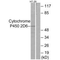 CYP2D6 Antibody