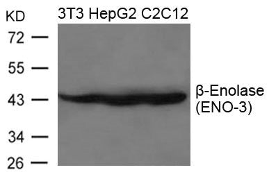 ENO3 Antibody
