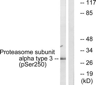 Phospho-PSMA3 (Ser250) Antibody