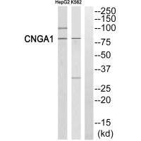 CNGA1 Antibody