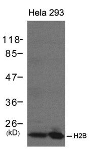 HIST1H2BB Antibody