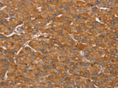 PAGE5 Antibody