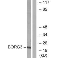 CDC42EP5 Antibody