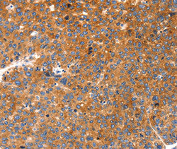 FGF3 Antibody
