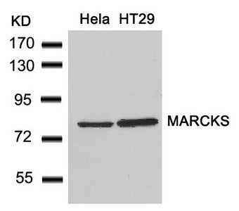 MARCKS (Ab-162) Antibody