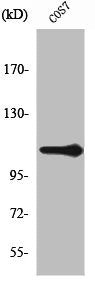 XRN2 Antibody