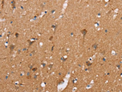 CASC3 Antibody