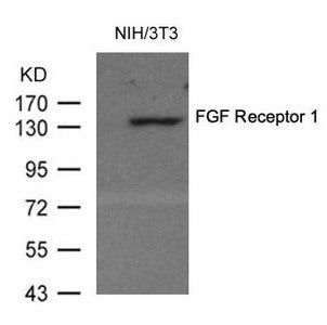 MET (Ab-154) Antibody