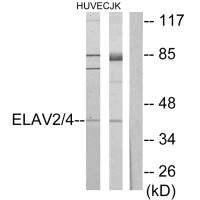 ELAVL2/ELAVL4 Antibody