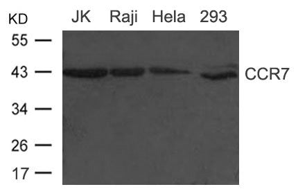 CD34 Antibody