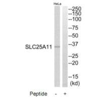 SLC25A11 Antibody