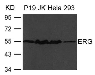 ERG Antibody
