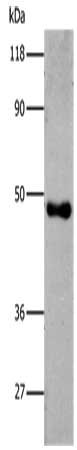 6×His Tag Antibody