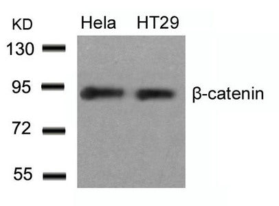 CTNNB1 (Ab-33) Antibody