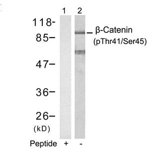 Phospho-CTNNB1 (Thr41/Ser45) Antibody