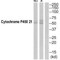 CYP21A2 Antibody