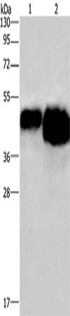 OVAL Antibody