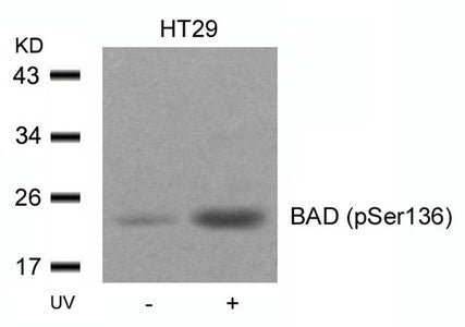 Phospho-Bad (Ser136) Antibody