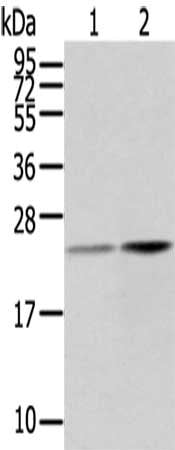 RBP4 Antibody