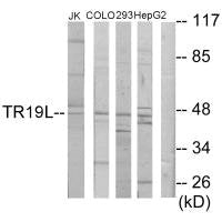 RELT Antibody