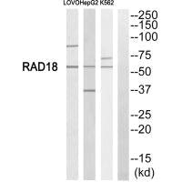 RAD18 Antibody