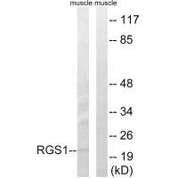 RGS1 Antibody