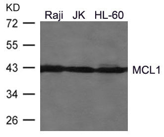 MCL1 Antibody
