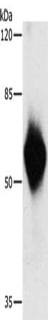 HA Tag Antibody