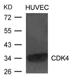 CDK4 Antibody