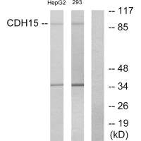 CDH15 Antibody
