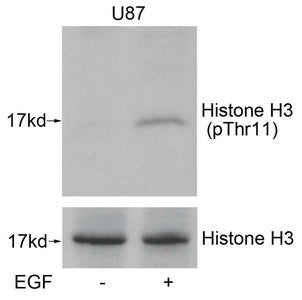 Phospho-Histone H3 (Thr11) Antibody