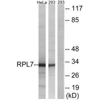 RPL5 Antibody