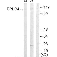 EPHB4 Antibody