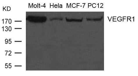FLT1 Antibody