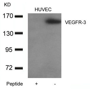 FLT4 Antibody