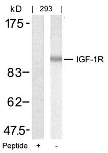 IGF1R (Ab-1346) Antibody