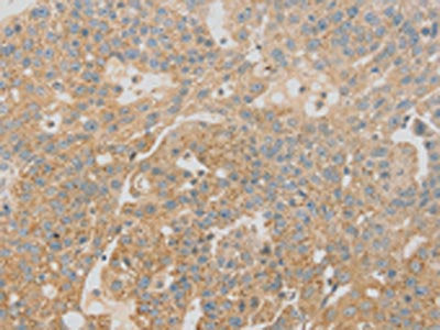 SCAP Antibody