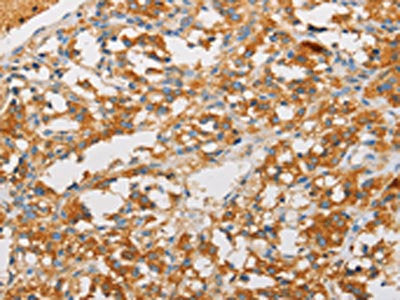 ART3 Antibody