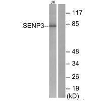 SENP3 Antibody