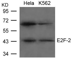 E2F2 Antibody