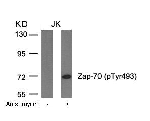 Phospho-ZAP70 (Tyr493) Antibody