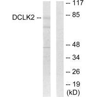 DCLK2 Antibody