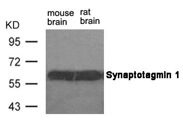 SYT1 (Ab-309) Antibody
