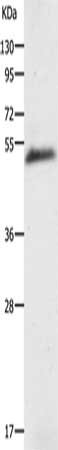 AGT Antibody