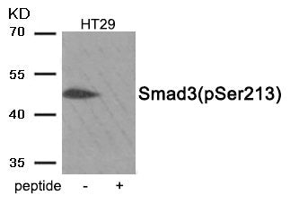 Phospho-SMAD3 (Ser213) Antibody