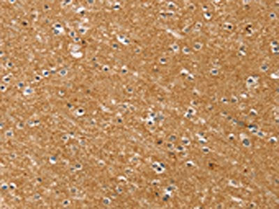 SYTL5 Antibody