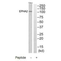 EPHA2 Antibody