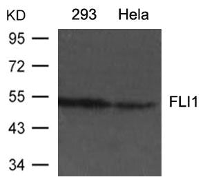 FLI1 Antibody